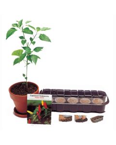 Red Pepper Plant Kit